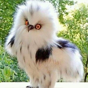 Meet your Posher, Craig